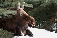 лoсь 