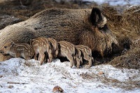 кабаны 