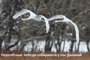 лебеди